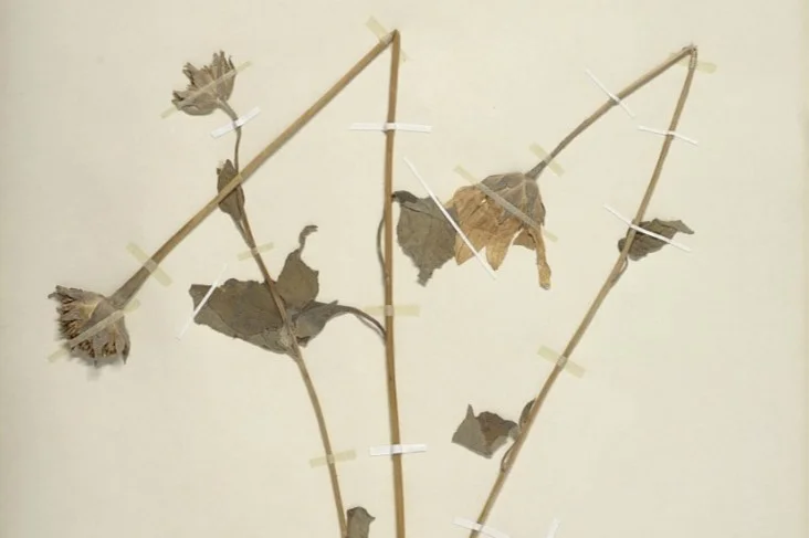 Photo of Quezalguaque