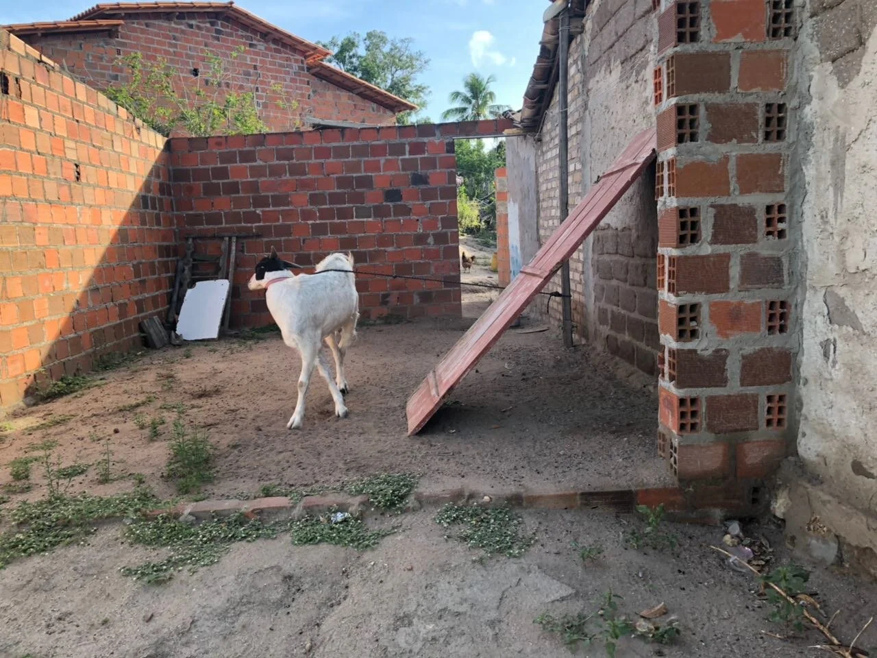 Photo of Rafael Jambeiro