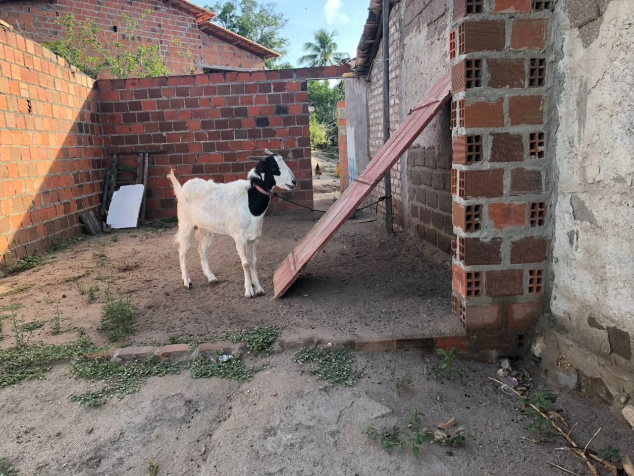 Photo of Rafael Jambeiro