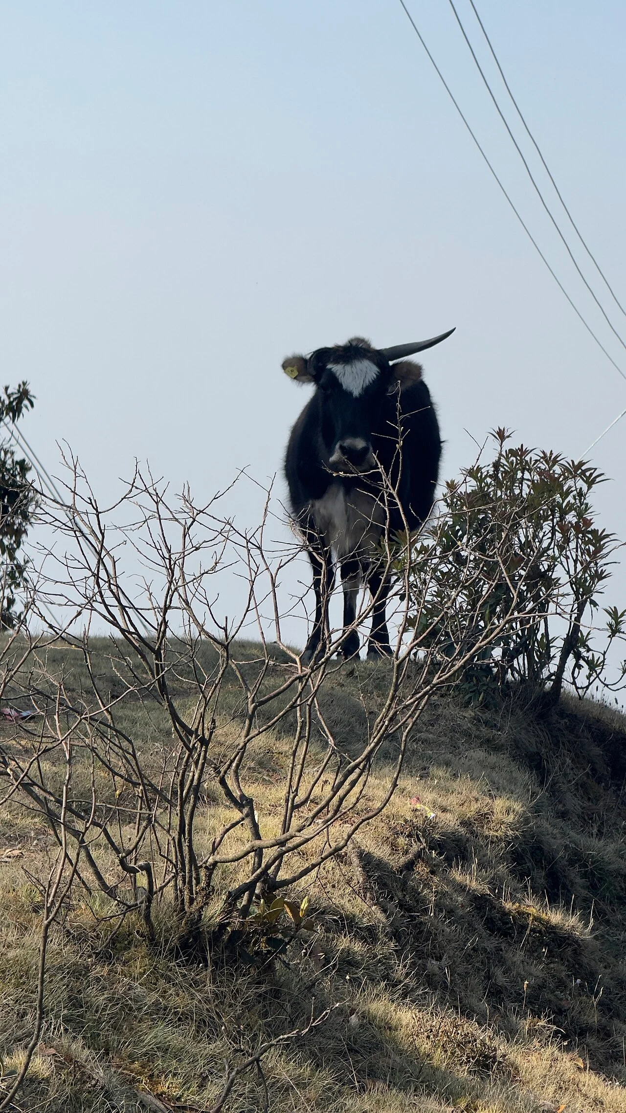 Photo of Rāmechhāp