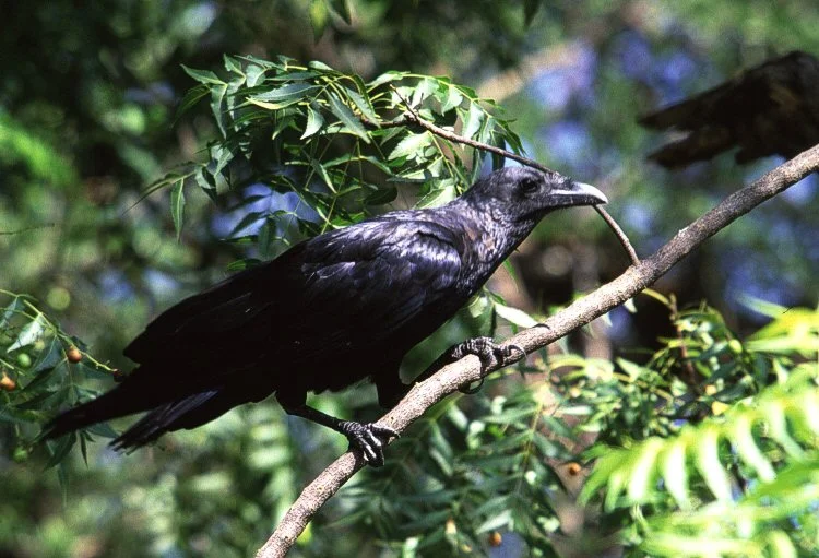 Photo of Raven