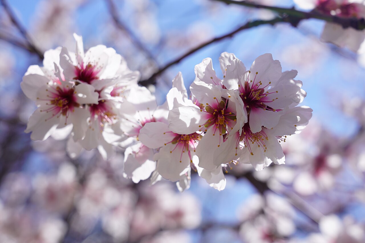 Cherry Blossom in El Retiro Park, Madrid, Spain