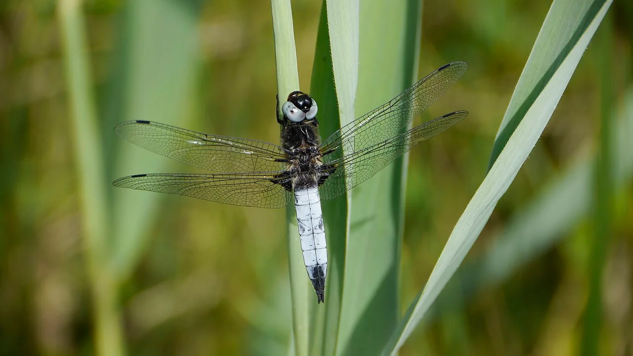 Photo of Rheinhausen