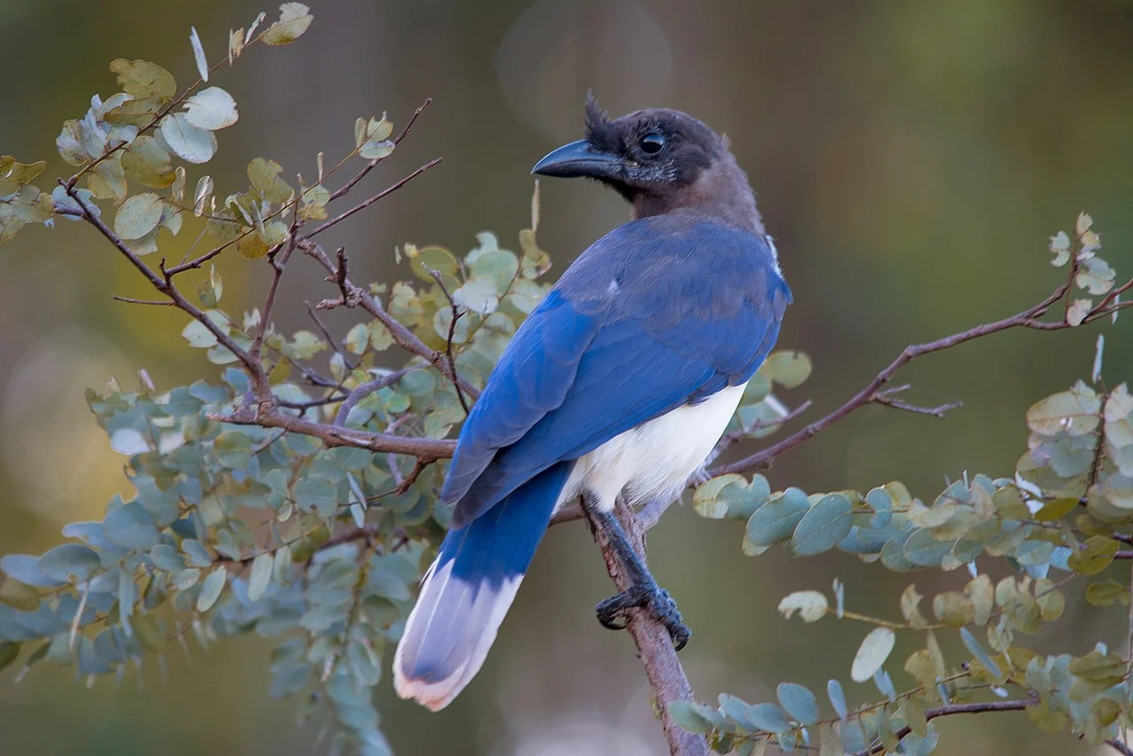 Photo of Ribas do Rio Pardo