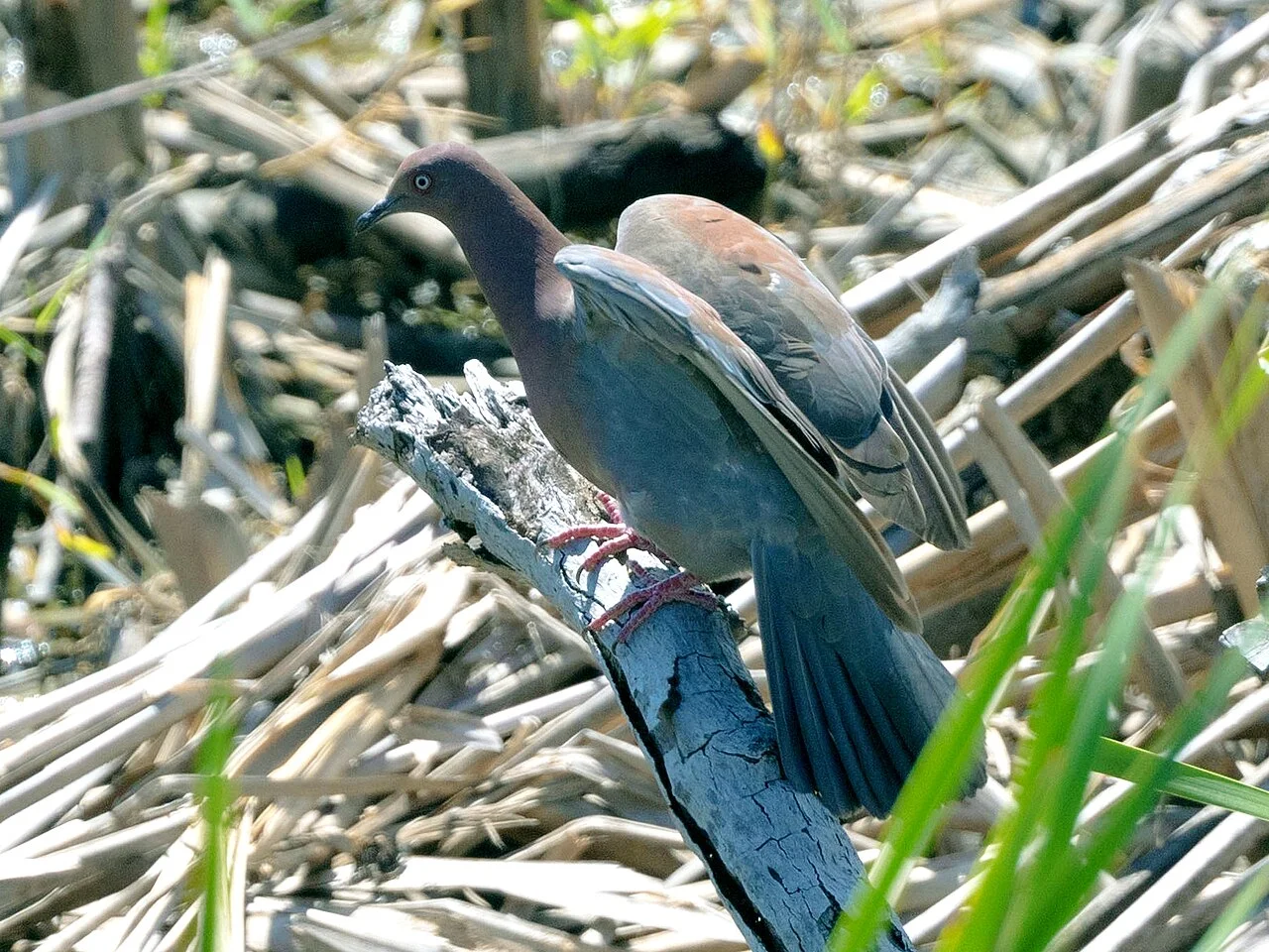 Photo of Río Grande