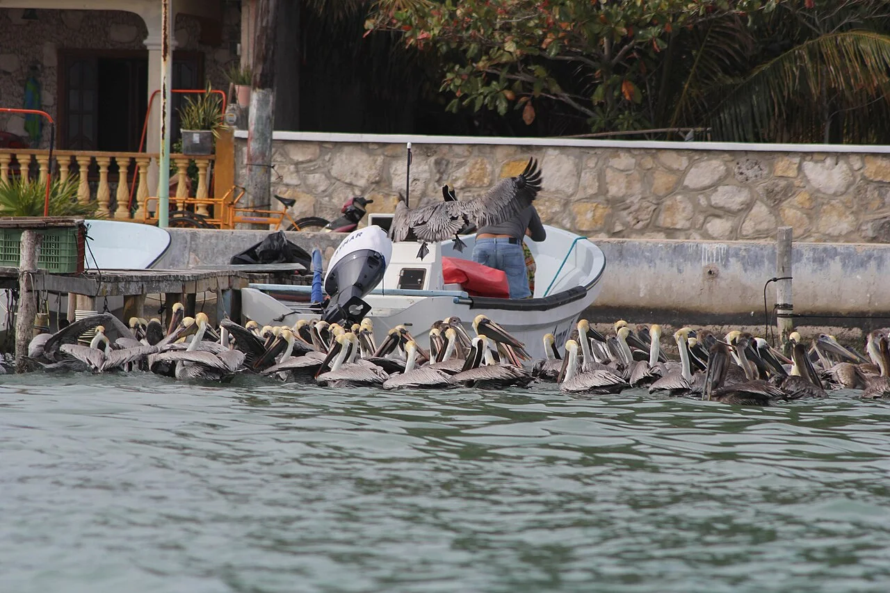 Photo of Río Lagartos