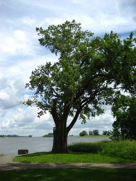 Photo of Rivière-des-Prairies–Pointe-aux-Trembles