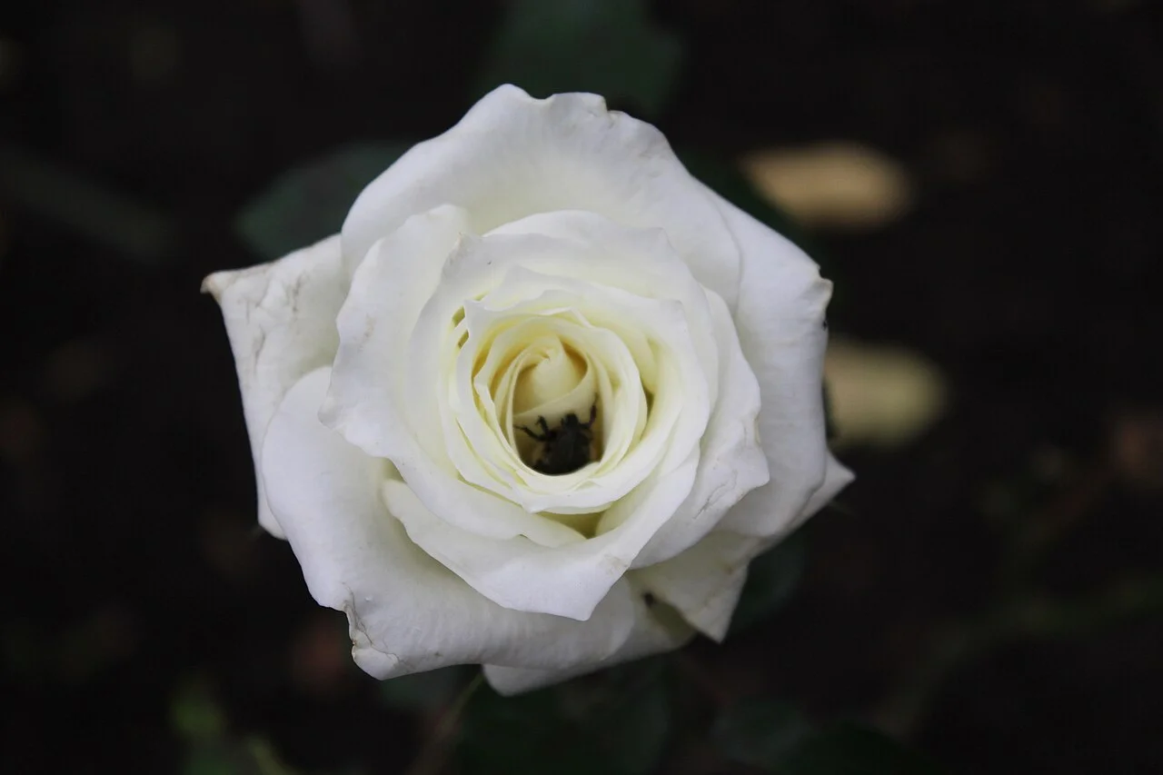 Photo of Rosa Blanca