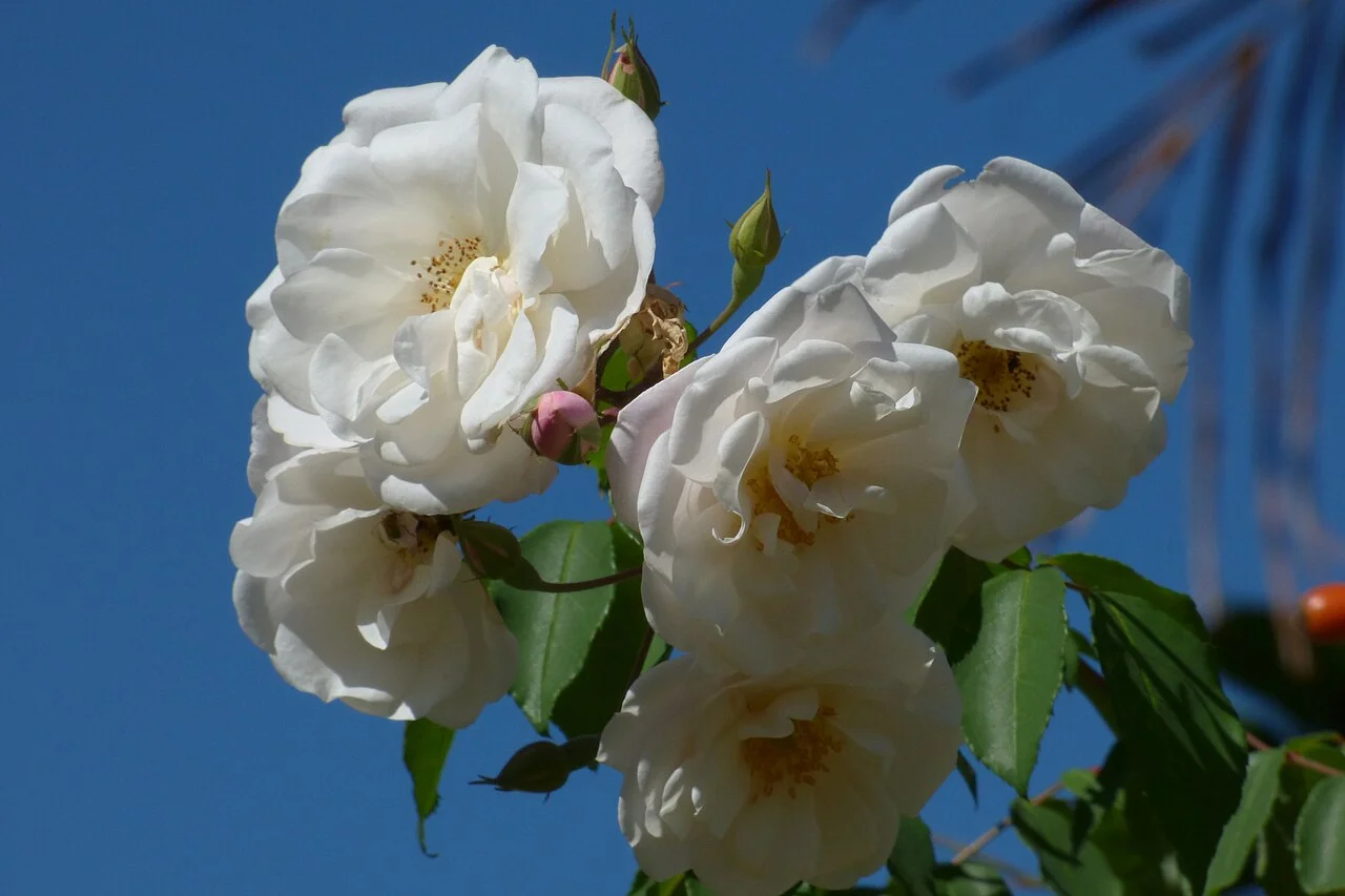 Photo of Rosa Blanca