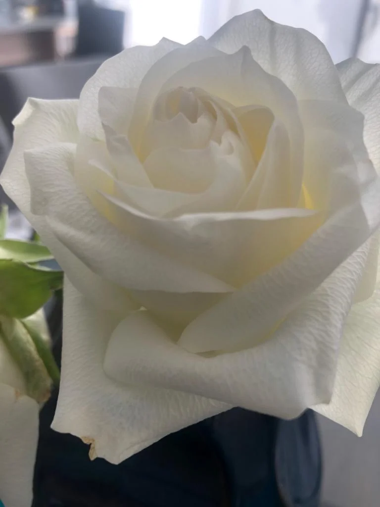 Photo of Rosa Blanca