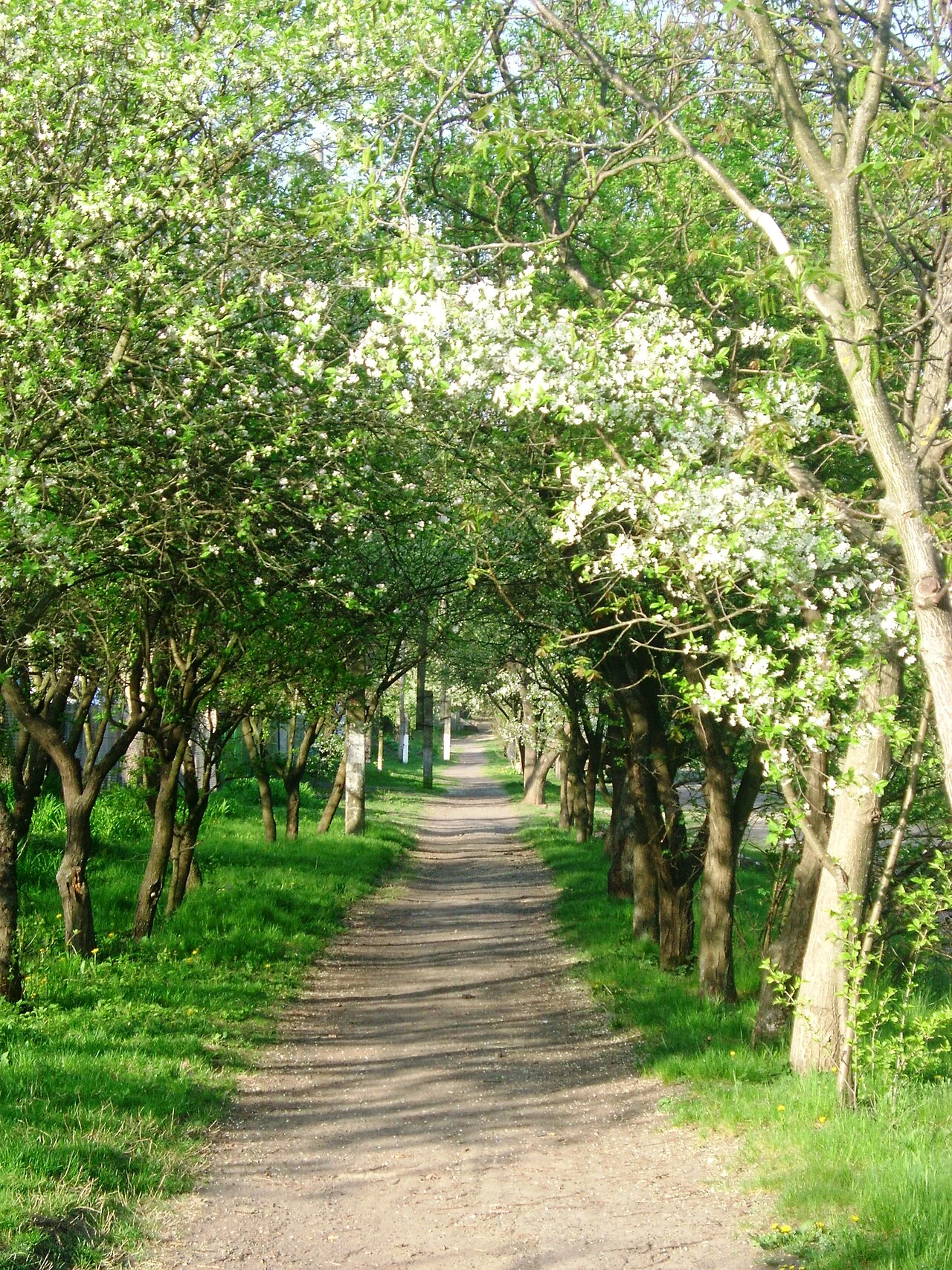 Photo of Rotmistrivka