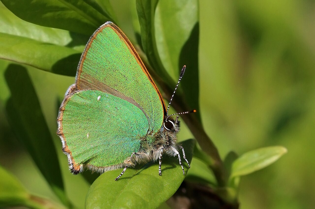 Green hairstreak (Callophrys rubi), Aston Upthorpe, Oxfordshire