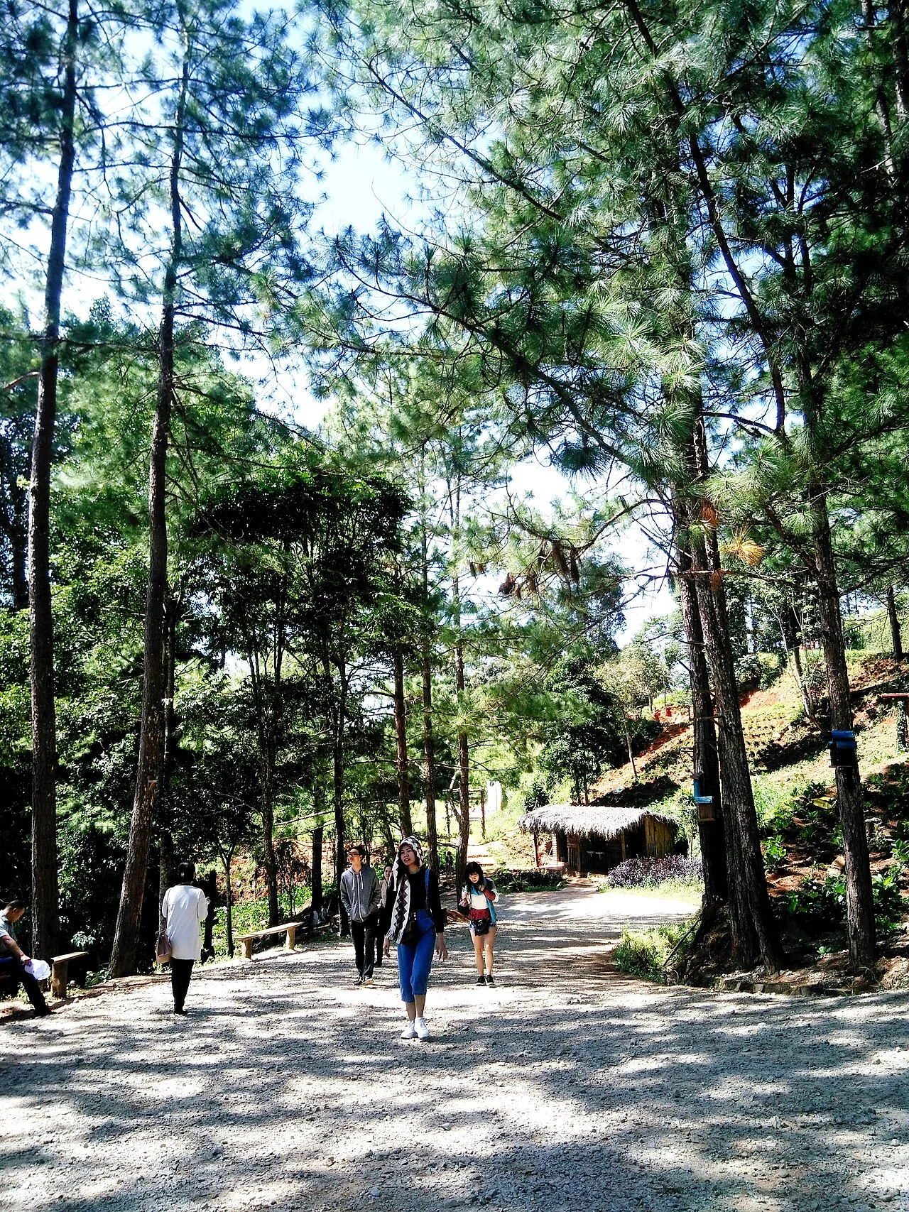 Photo of Rừng Thông