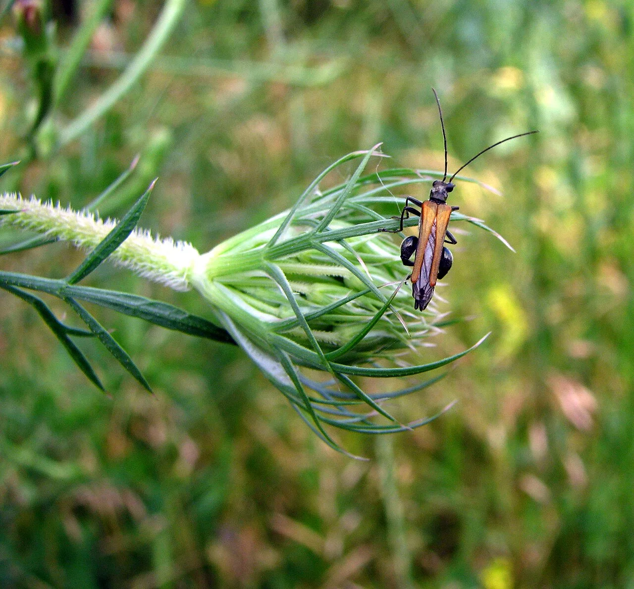 Photo of Şabanözü
