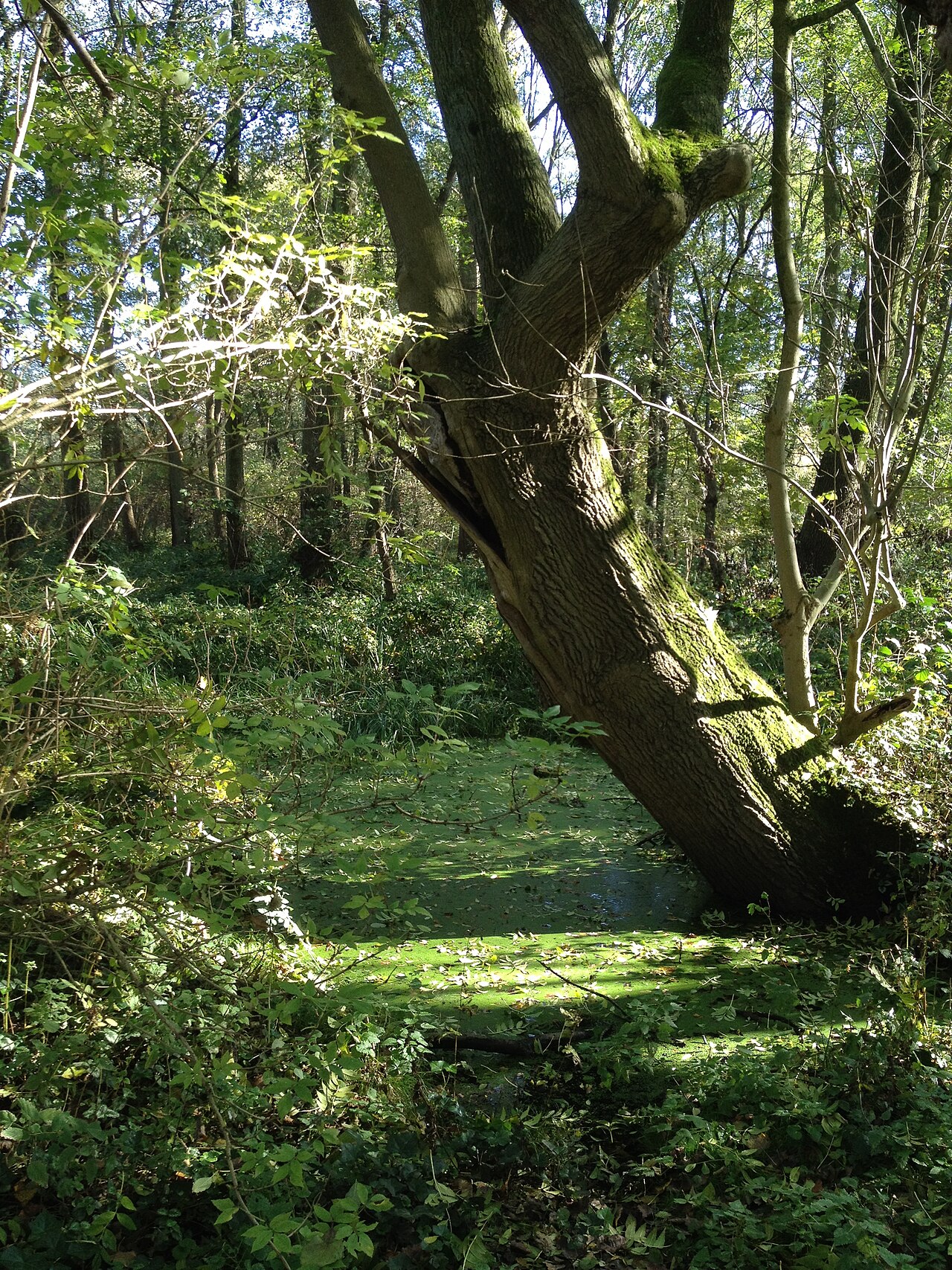 The "Tuedderner Venn" is a beautiful swamp landscape alongside the river Rode, marking in part the border between Germany and The Netherlands.