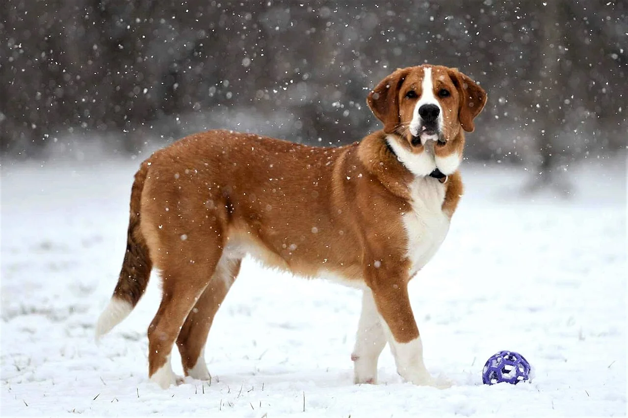Photo of Saint Bernard