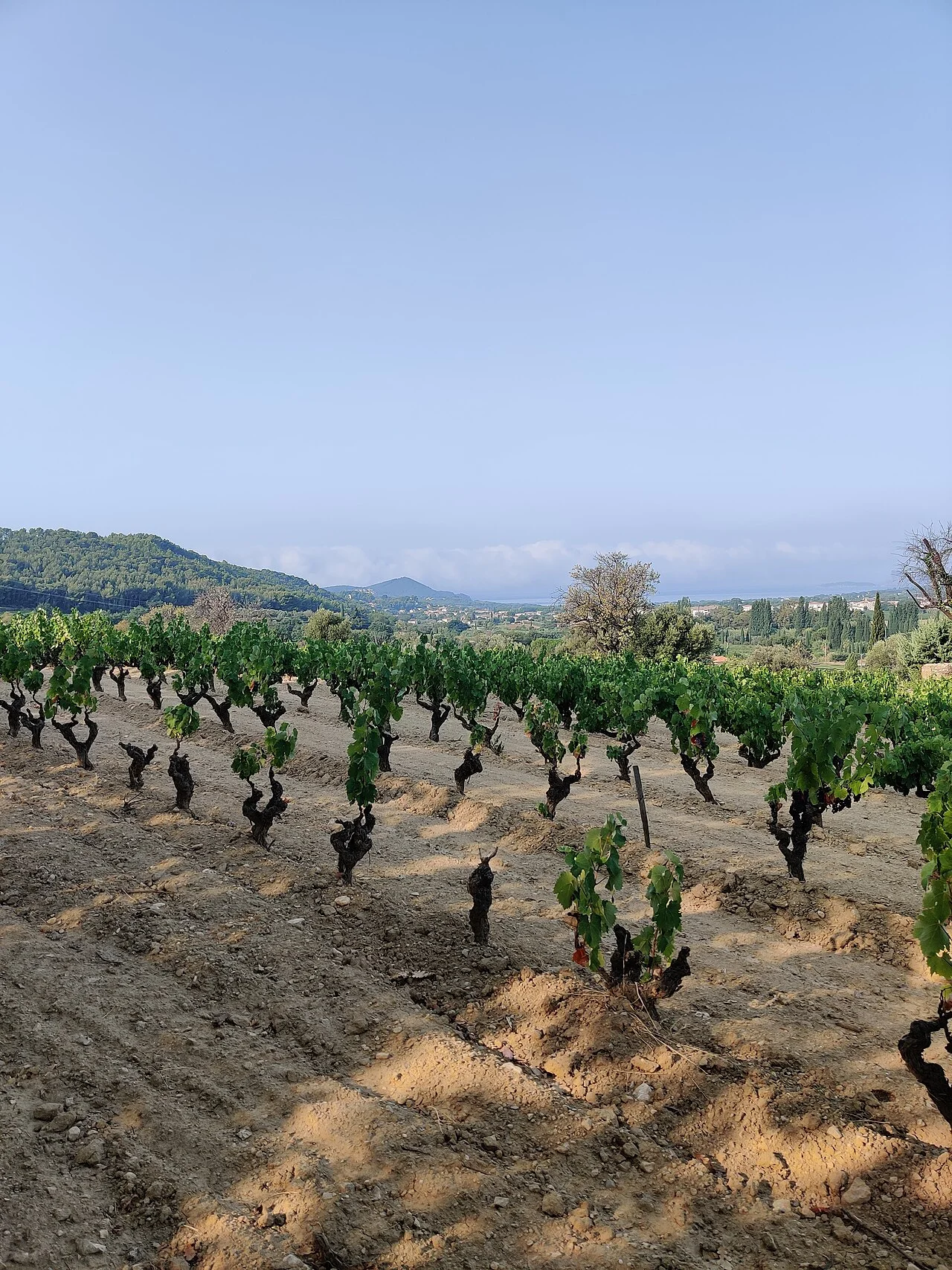 Photo of Saint-Cyr-sur-Mer