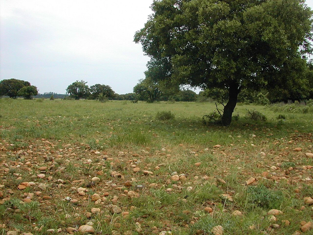 Photo of Saint-Martin-de-Crau