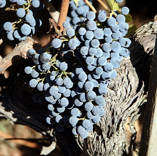 Photo of Saint-Nicolas-de-Bourgueil