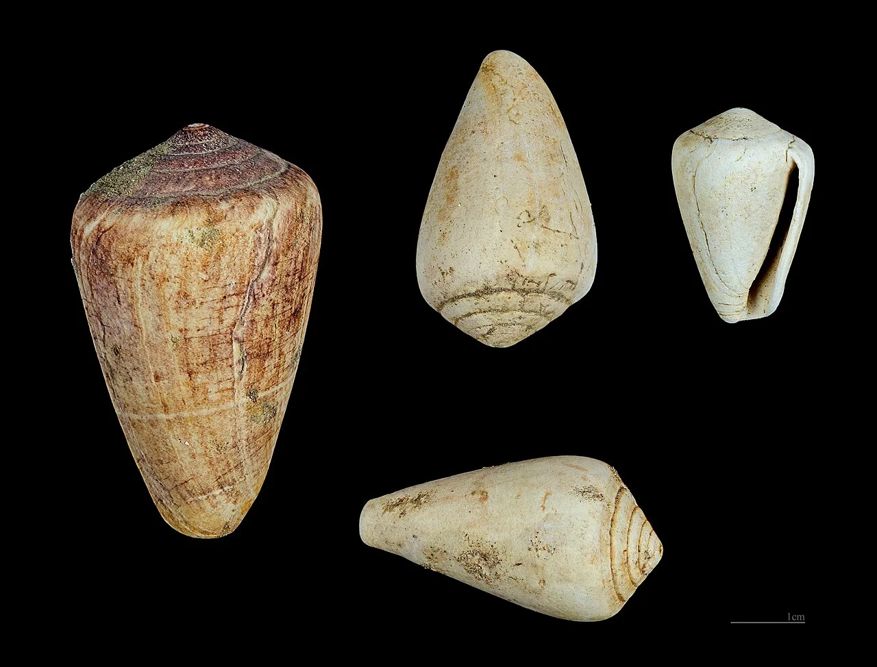 Photo of Saint-Paul-lès-Dax