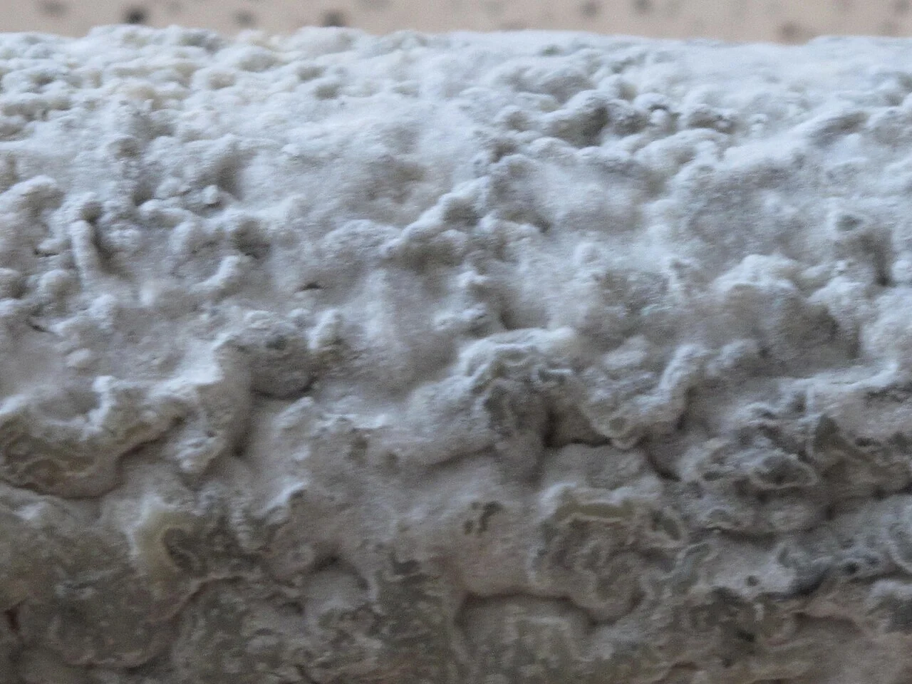 Photo of Sainte-Maure