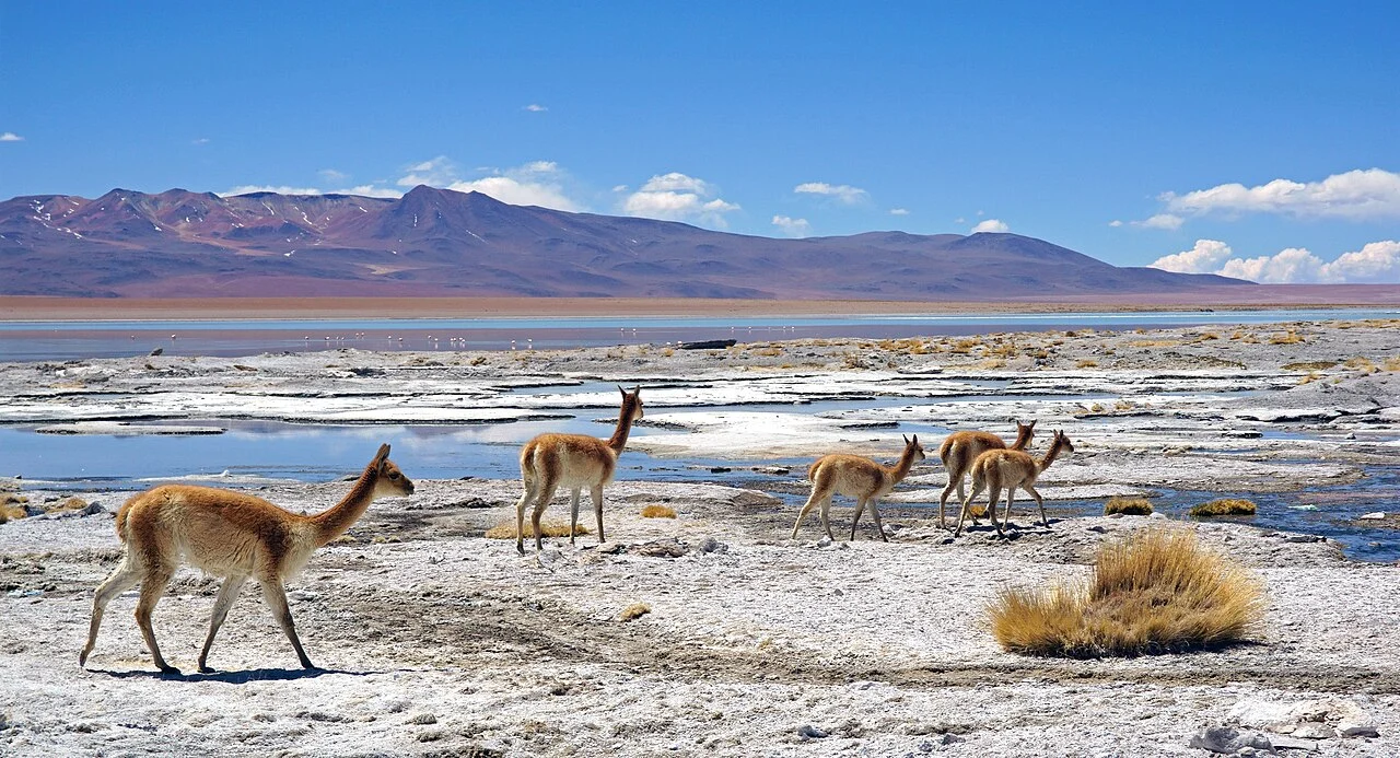 Photo of Salar