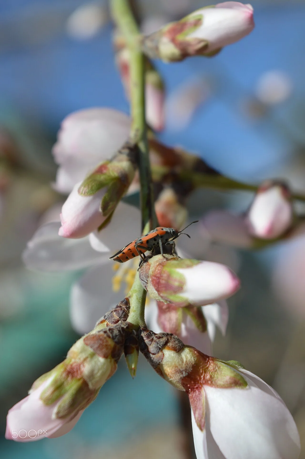 Photo of Salkımbağı