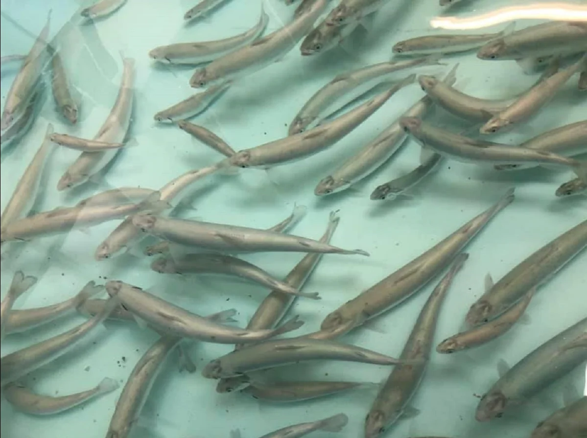 Photo of Salmon Brook