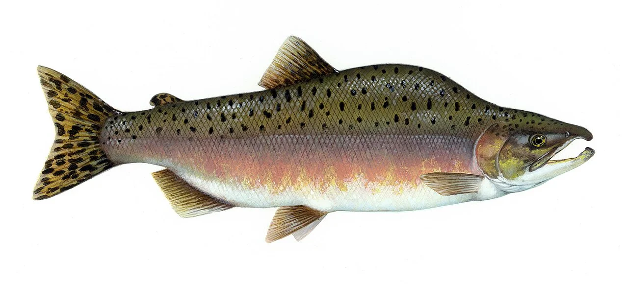 Photo of Salmon