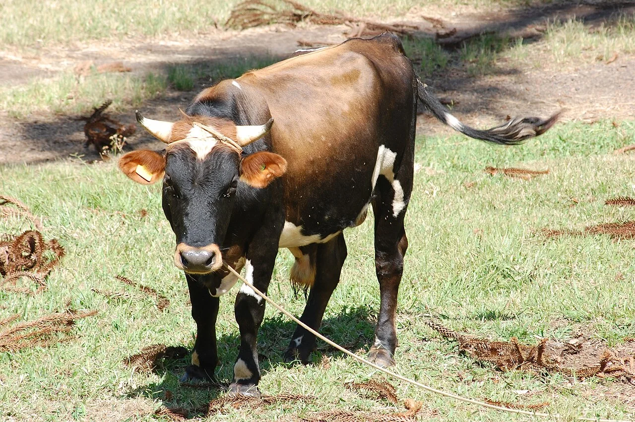 Photo of Salto Veloso