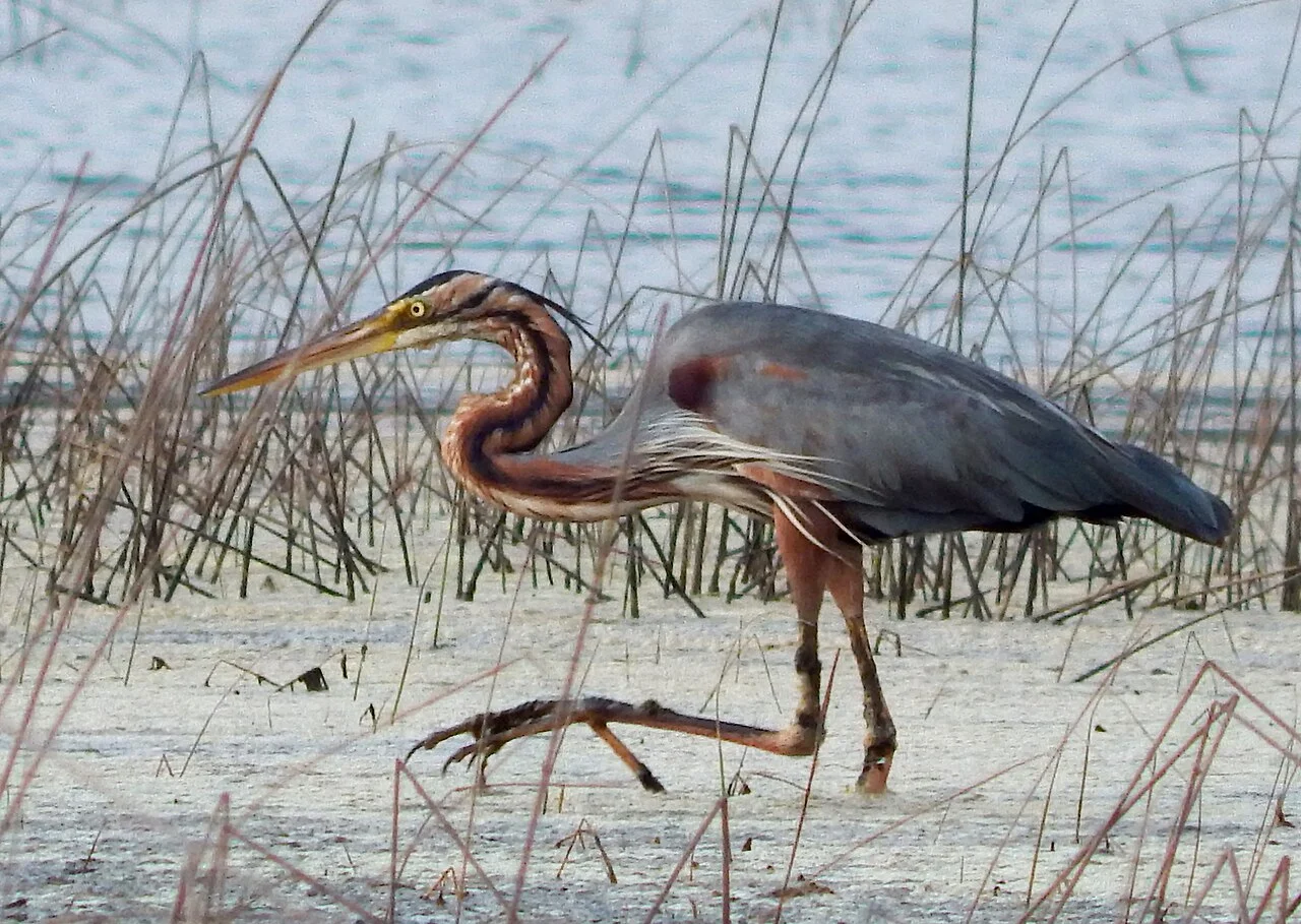 Photo of Salvador do Mundo