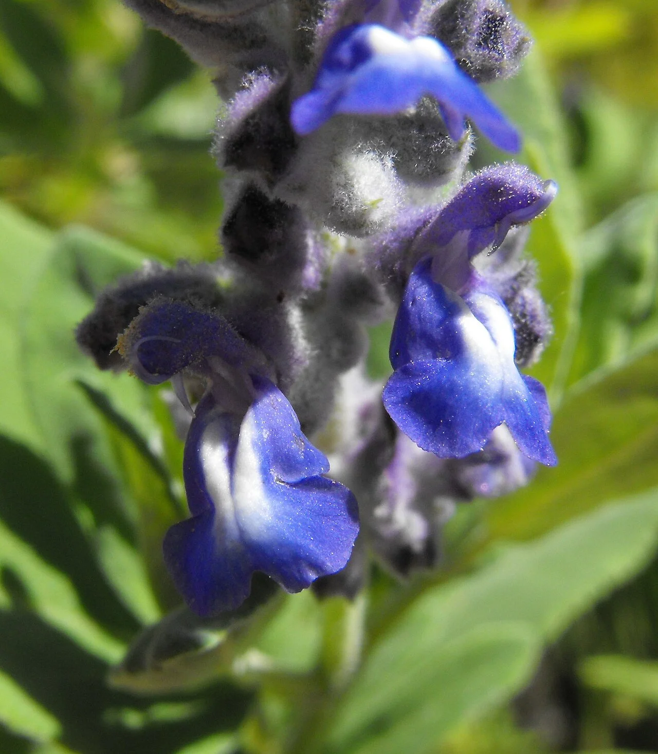Photo of Salvias