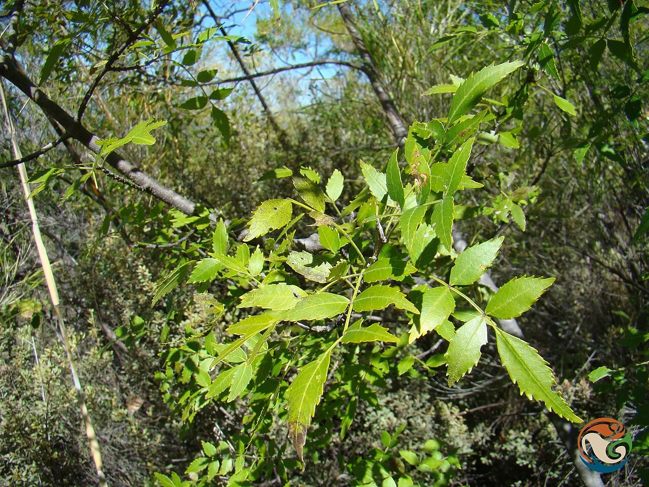Photo of San Agustín Atenango