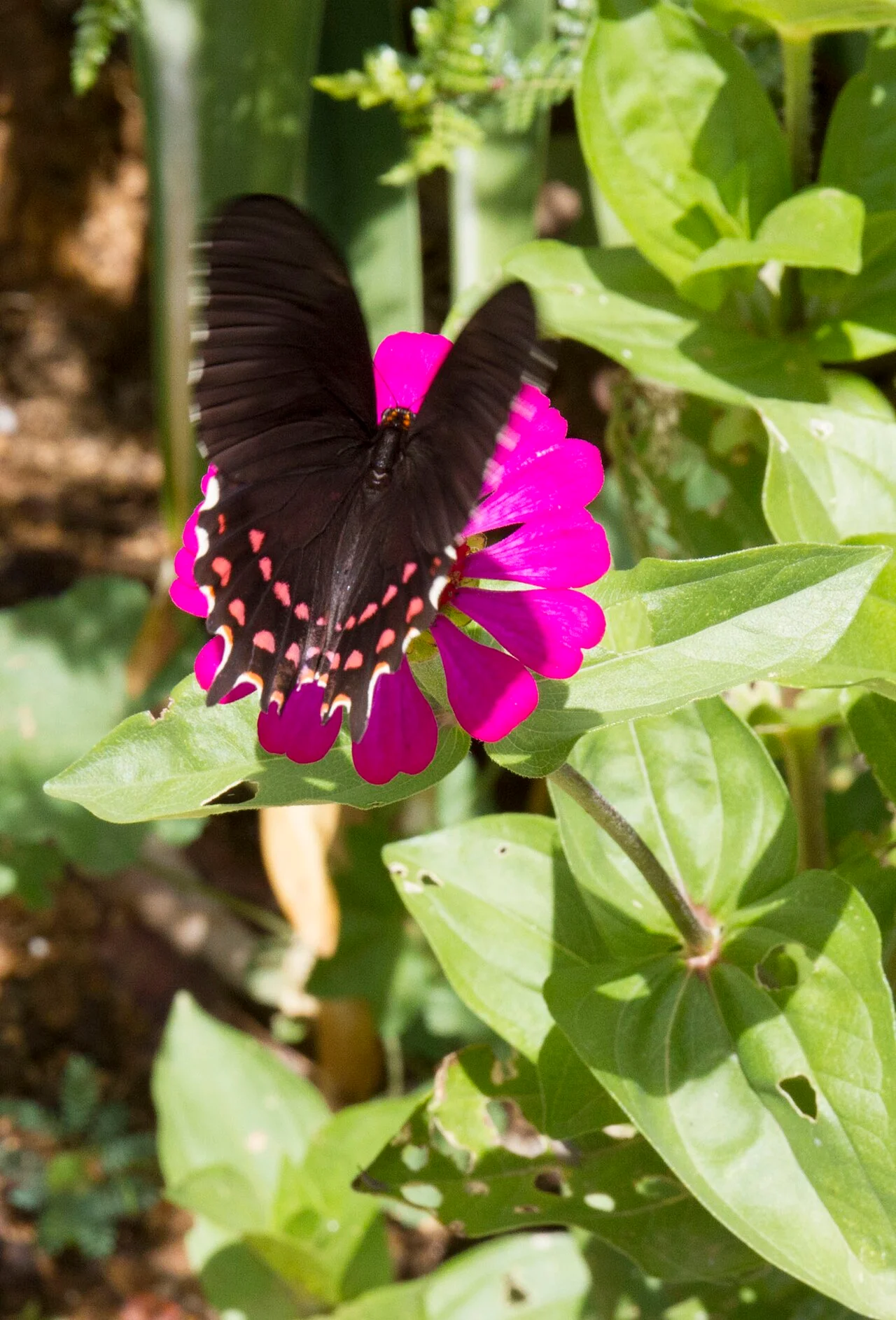 Photo of San Andrés Huayápam