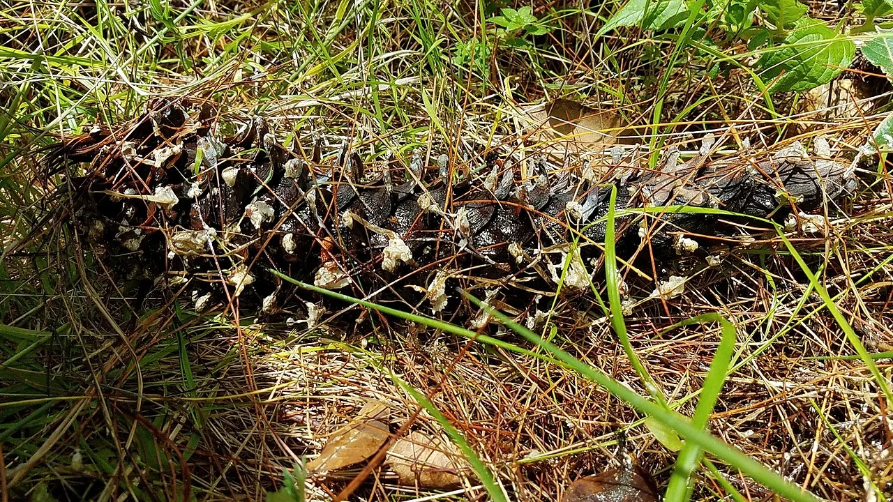 Photo of San Esteban Atatlahuca