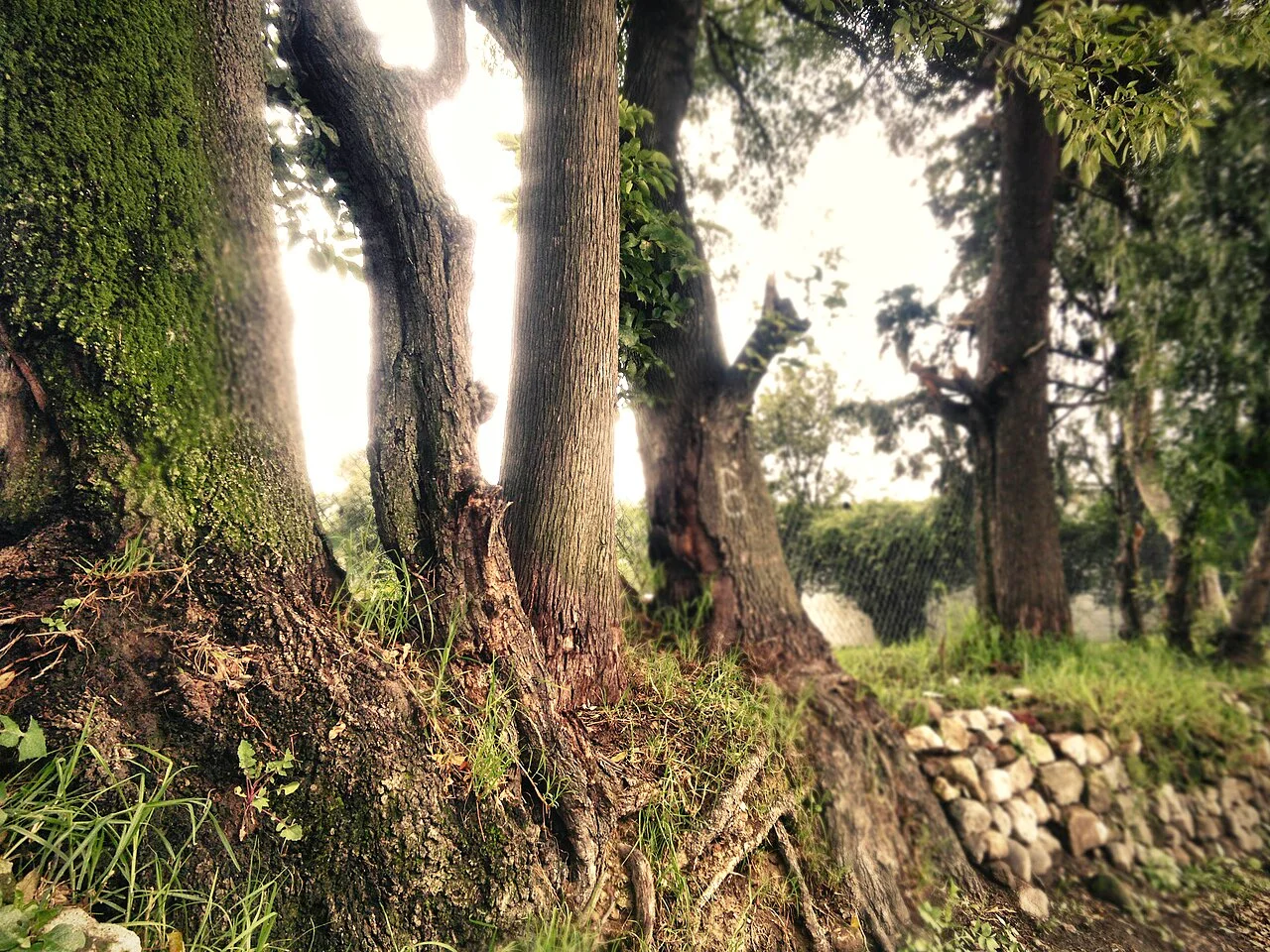 Photo of San Esteban Tizatlán