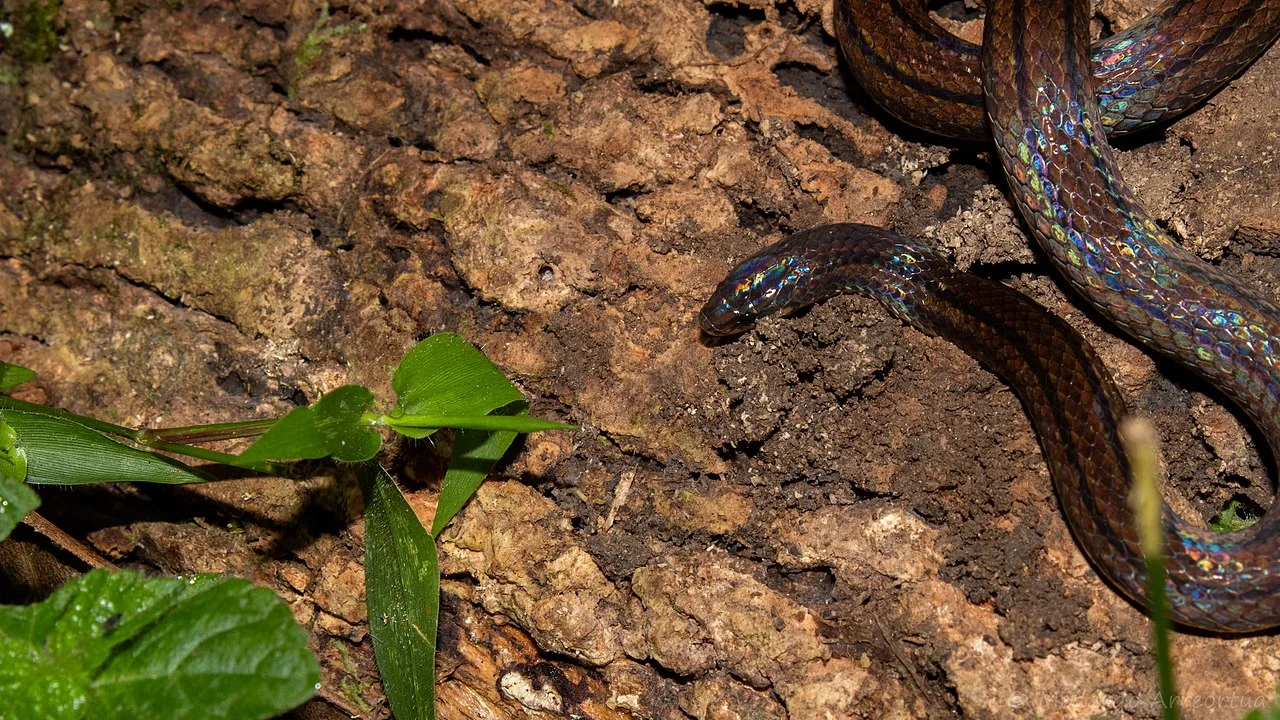 Photo of San Felipe Usila