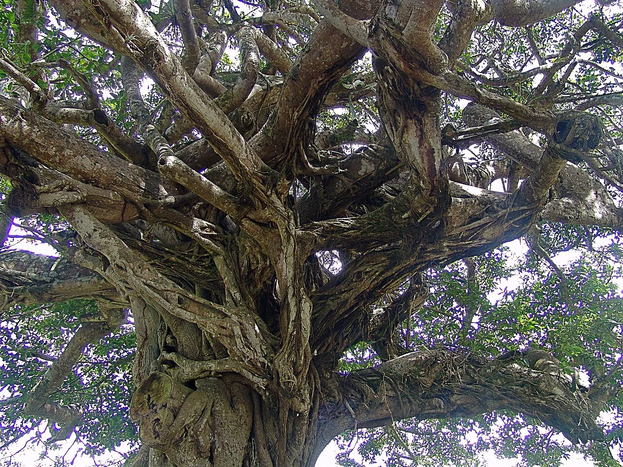 Photo of San Francisco de Yojoa