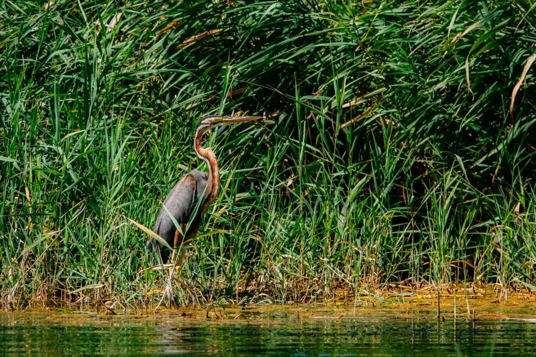Photo of San Genesio ed Uniti