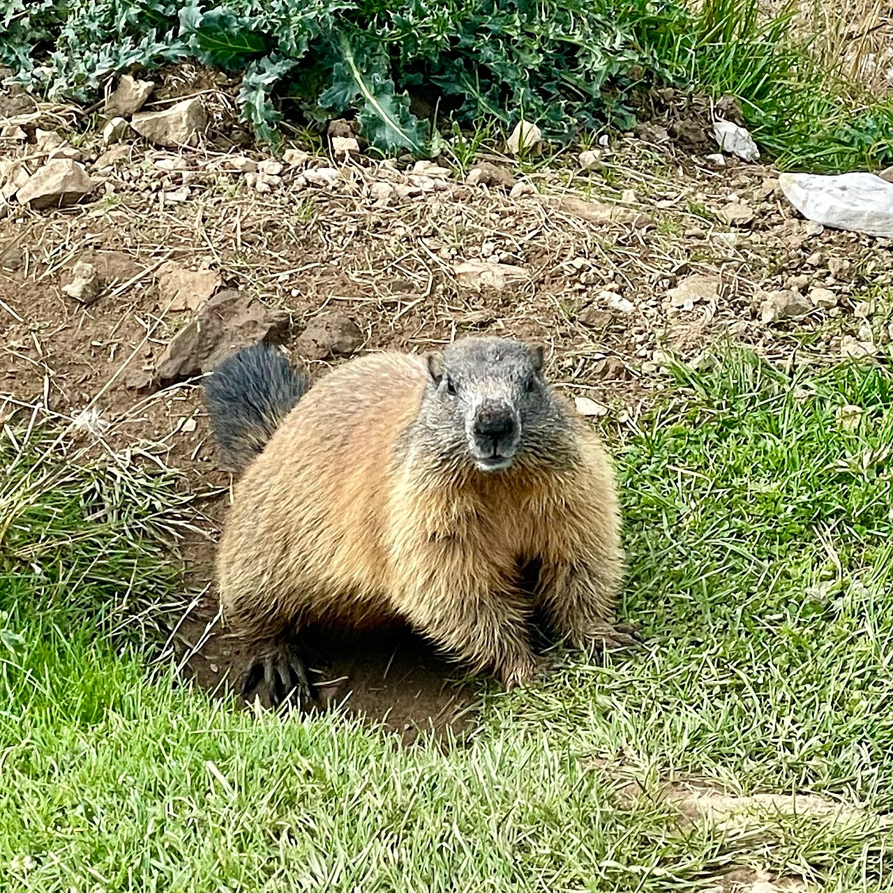 Photo of San Giorgio in Bosco