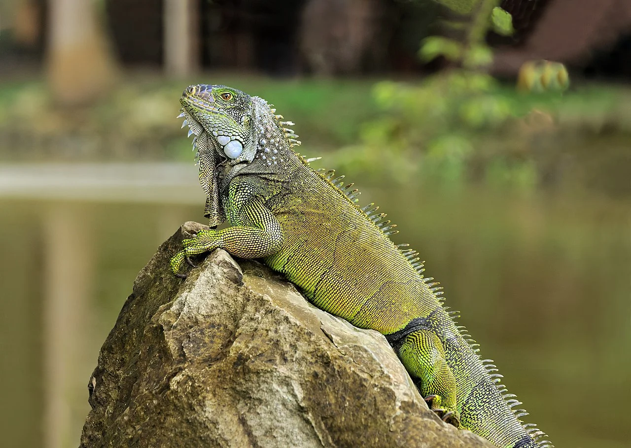 Photo of San Gregorio