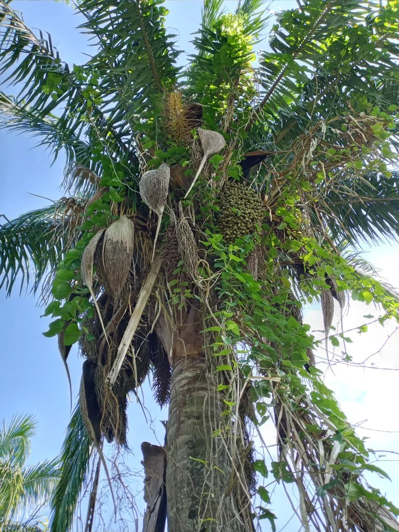 Photo of San José Acateno