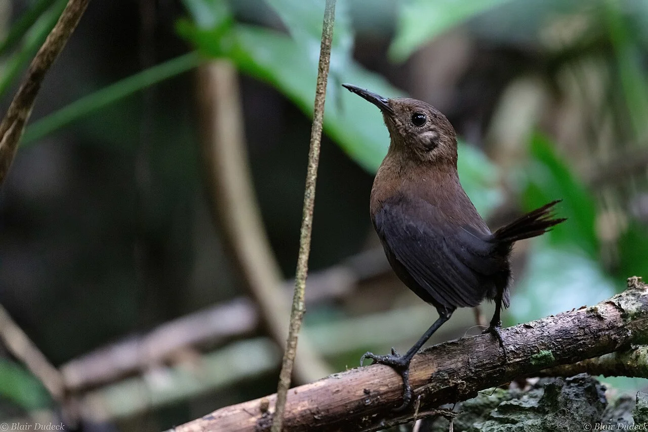 Photo of San José Chiltepec
