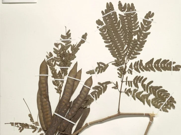 Photo of San José de los Remates