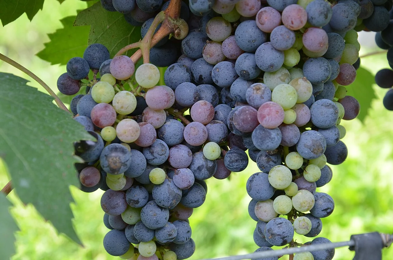 Photo of San Juan Raboso