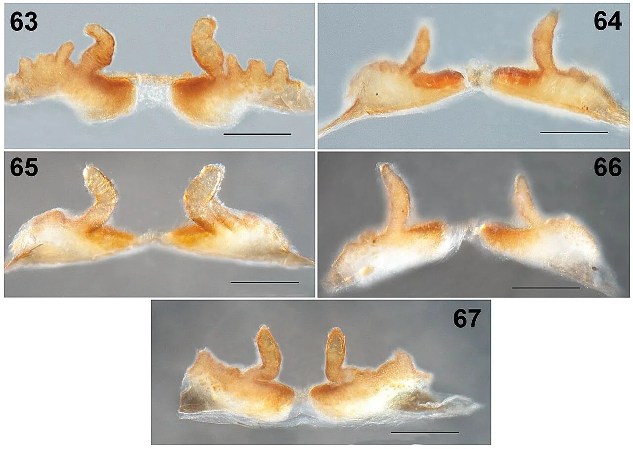 Photo of San Pablo Anicano