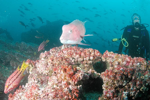 Photo of San Pedro de Los Cofanes