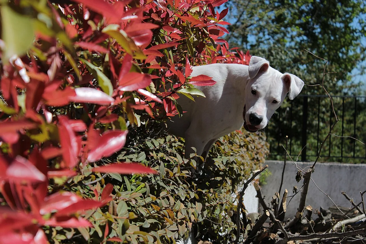 Photo of San Raffaele Cimena