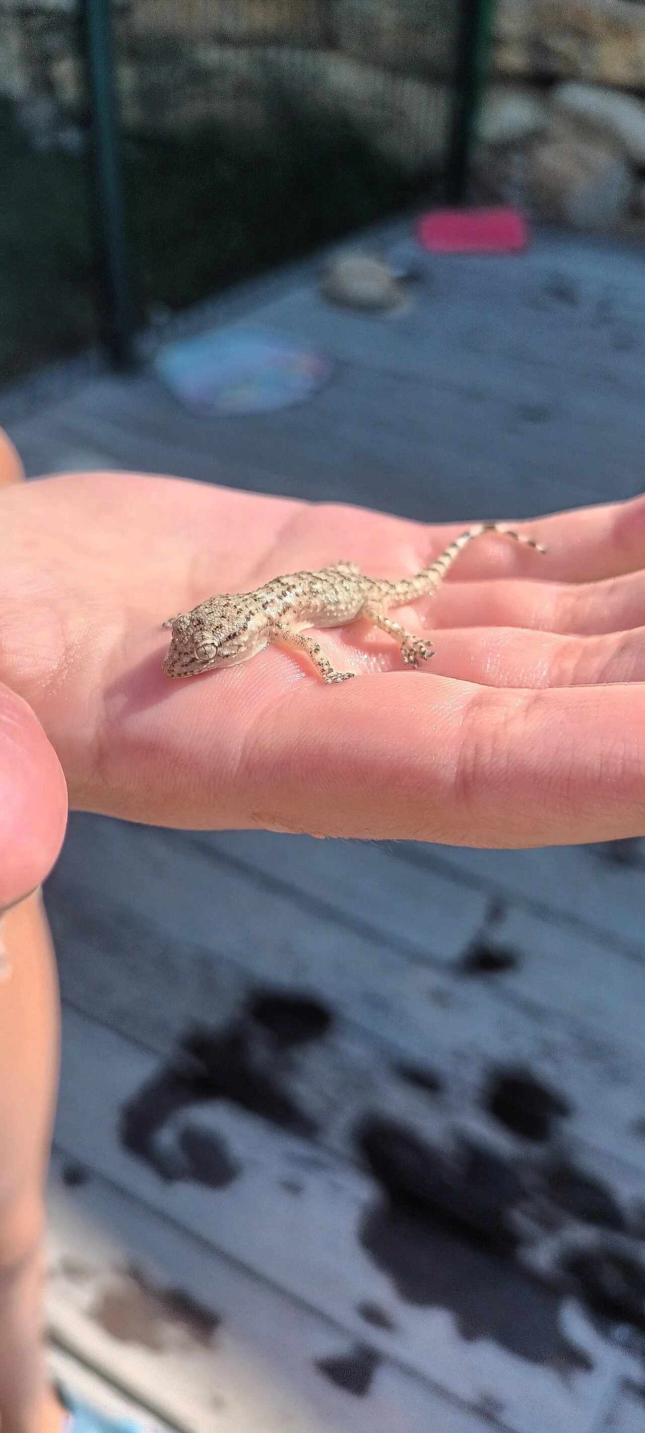 Photo of Sanary-sur-Mer