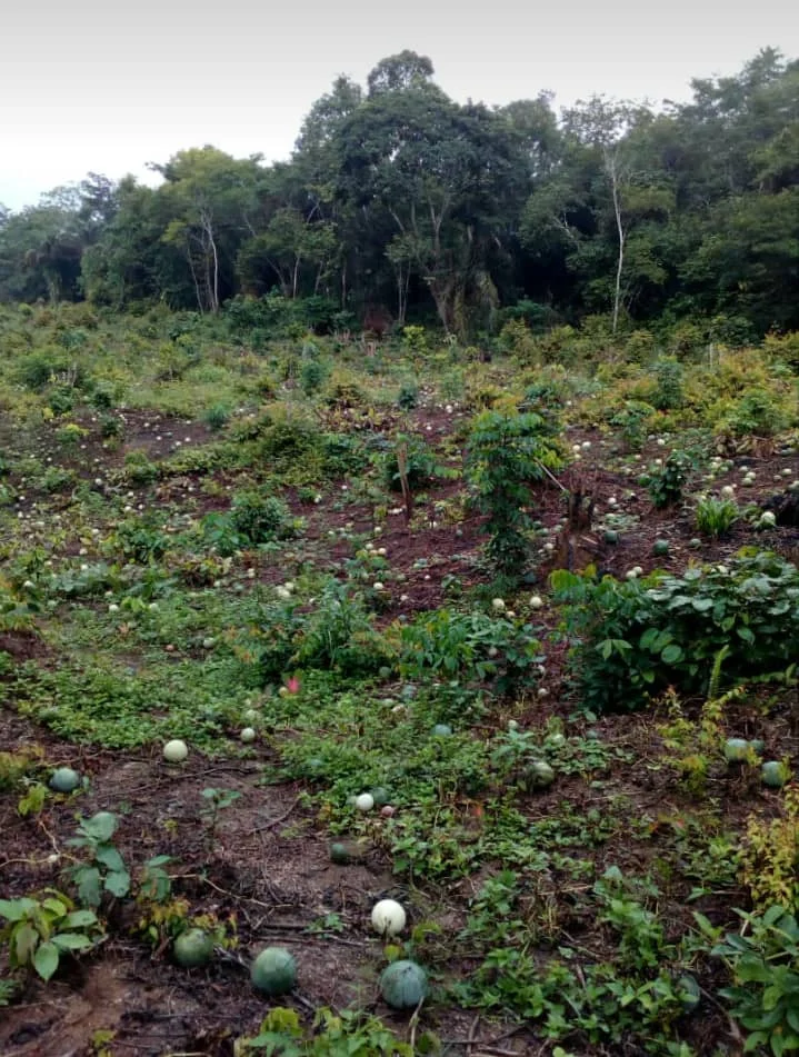 Photo of Sangmélima